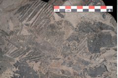 Foto (Detailansicht) von Pterophyllum longifolium Br. (NHMW-GEO-2024-0188-10647)